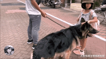 开学第一天，德牧就去学校接小主人，有它在很有安全感啊