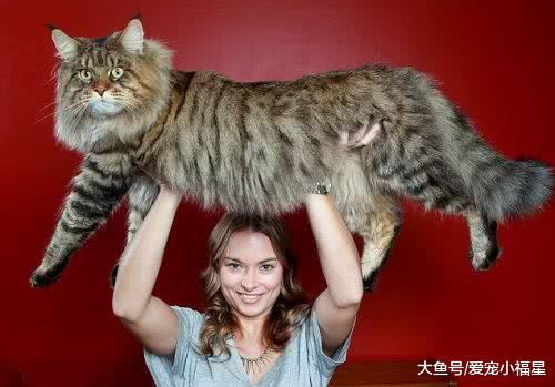 世界上体型最大的宠物猫, 外表霸气, 号称“迷你小狮子”