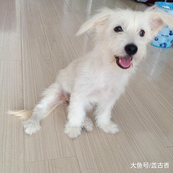 收养一只受伤的雪瑞纳，回到家后小家伙的表现，让主人感到意外！