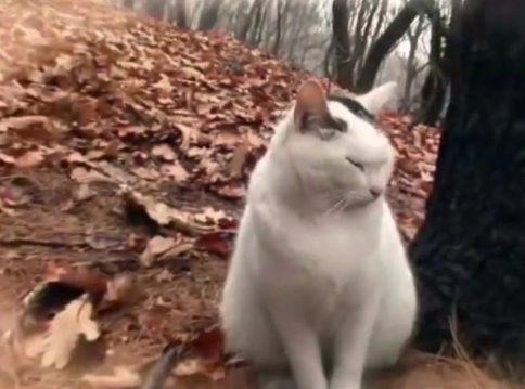 流浪猫咪被遗弃在山上, 居民喂养半年, 得知真相后……