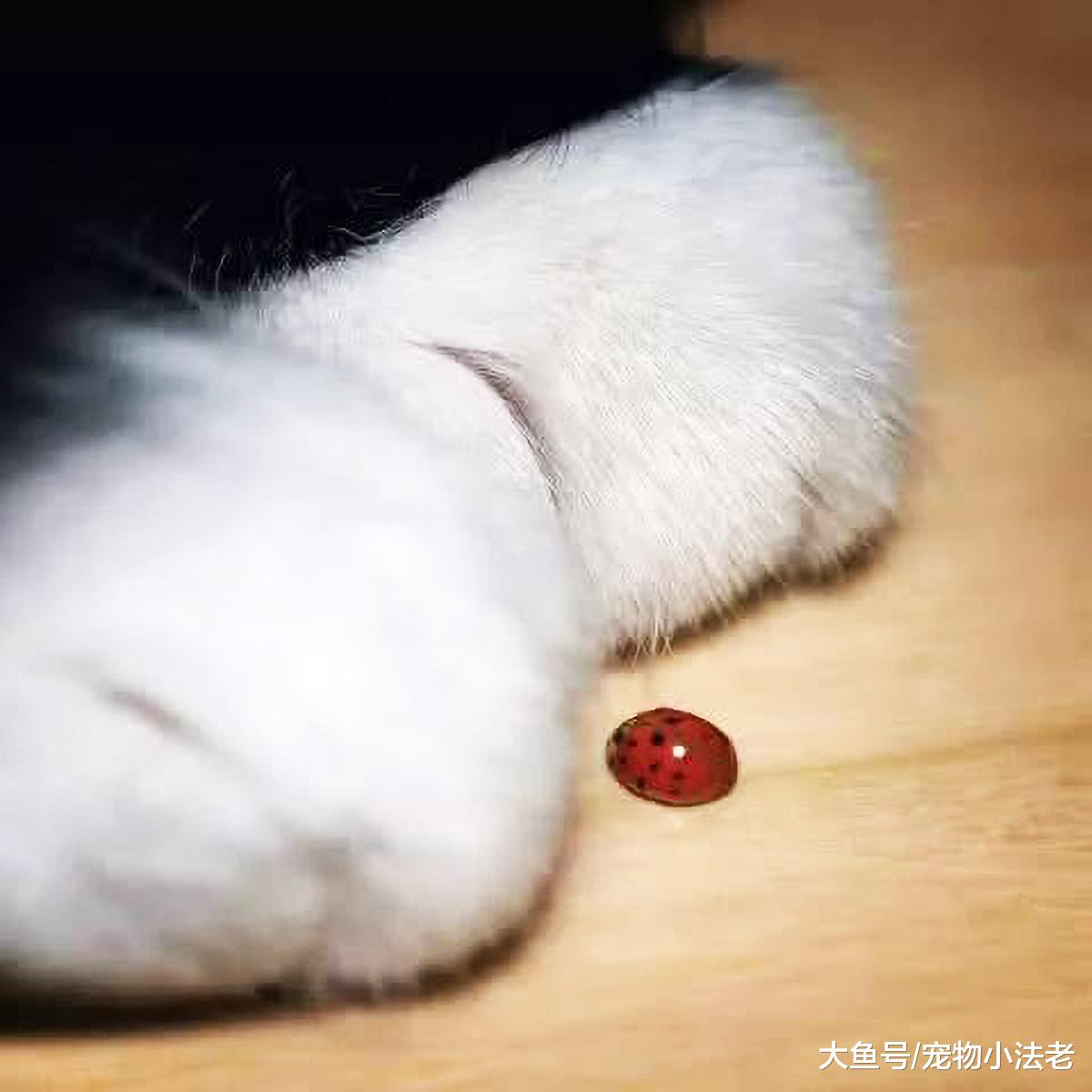 猫奴为了自己，经常逼迫猫咪做这种事，实际上这对猫咪非常残忍