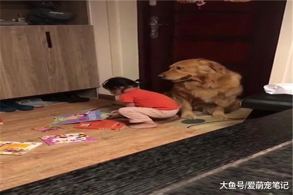 小主人看漫畫時，突然站起身來給金毛哥哥一個大擁抱，萌化網友心