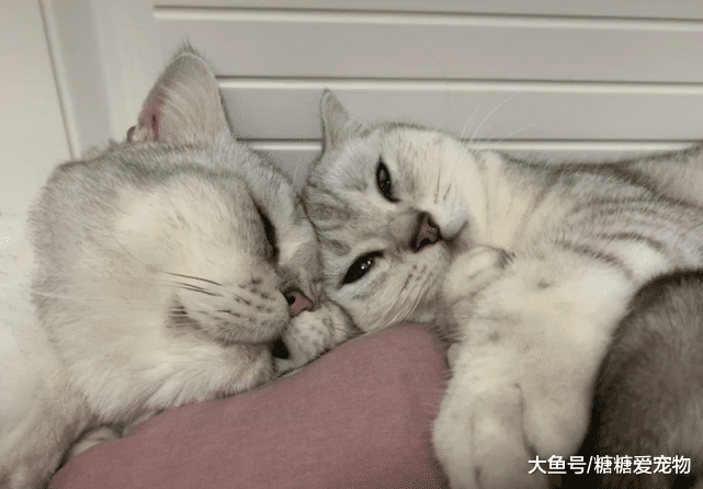 水乡软妹猫找了东北大壮猫，主人：虽然看着壮，但是心思却很细腻