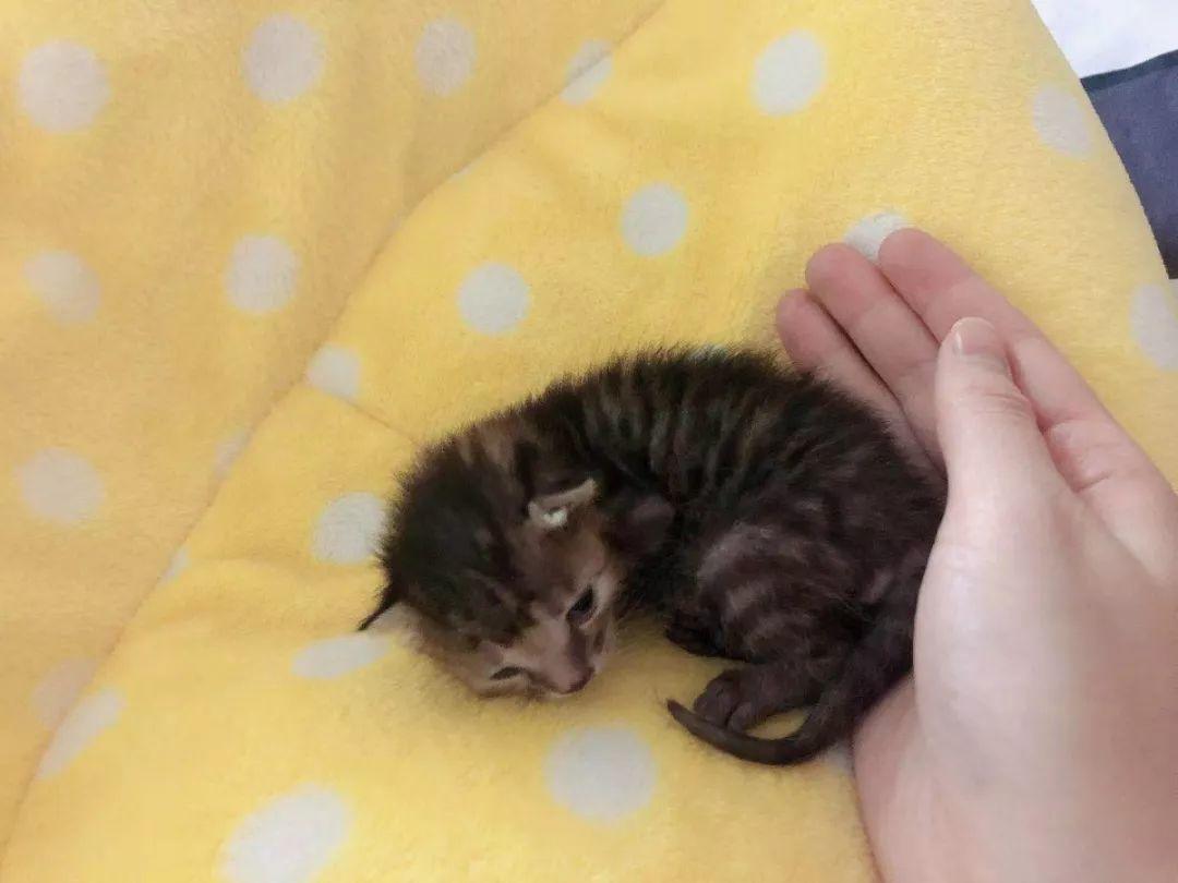 谁告诉你绝育之后就不能怀孕了？