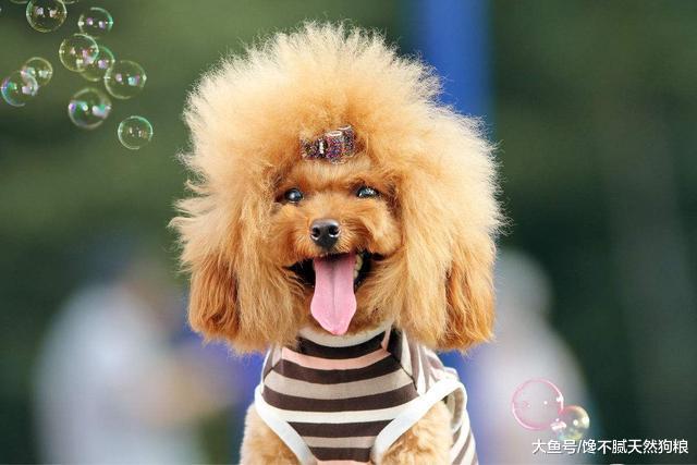 泰迪犬最看重的5樣東西，如果它讓你摸，說明它把你當自己人了！