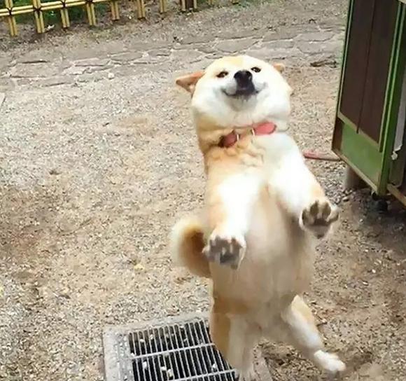 柴犬居然是基因最接近狼的狗…這貨的狼性是被狗吃了嘛？！