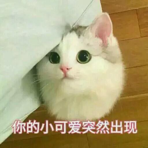 萌宠表情包，都不忍心斗图了