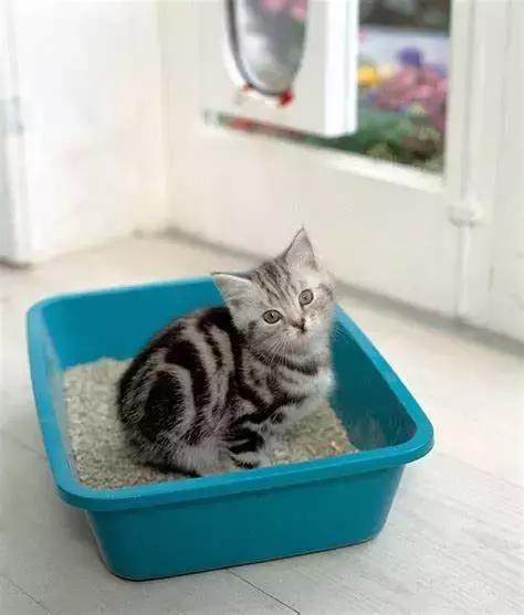 还在担心猫咪乱拉乱尿的问题？教你完美解决猫砂盆问题的5个建议