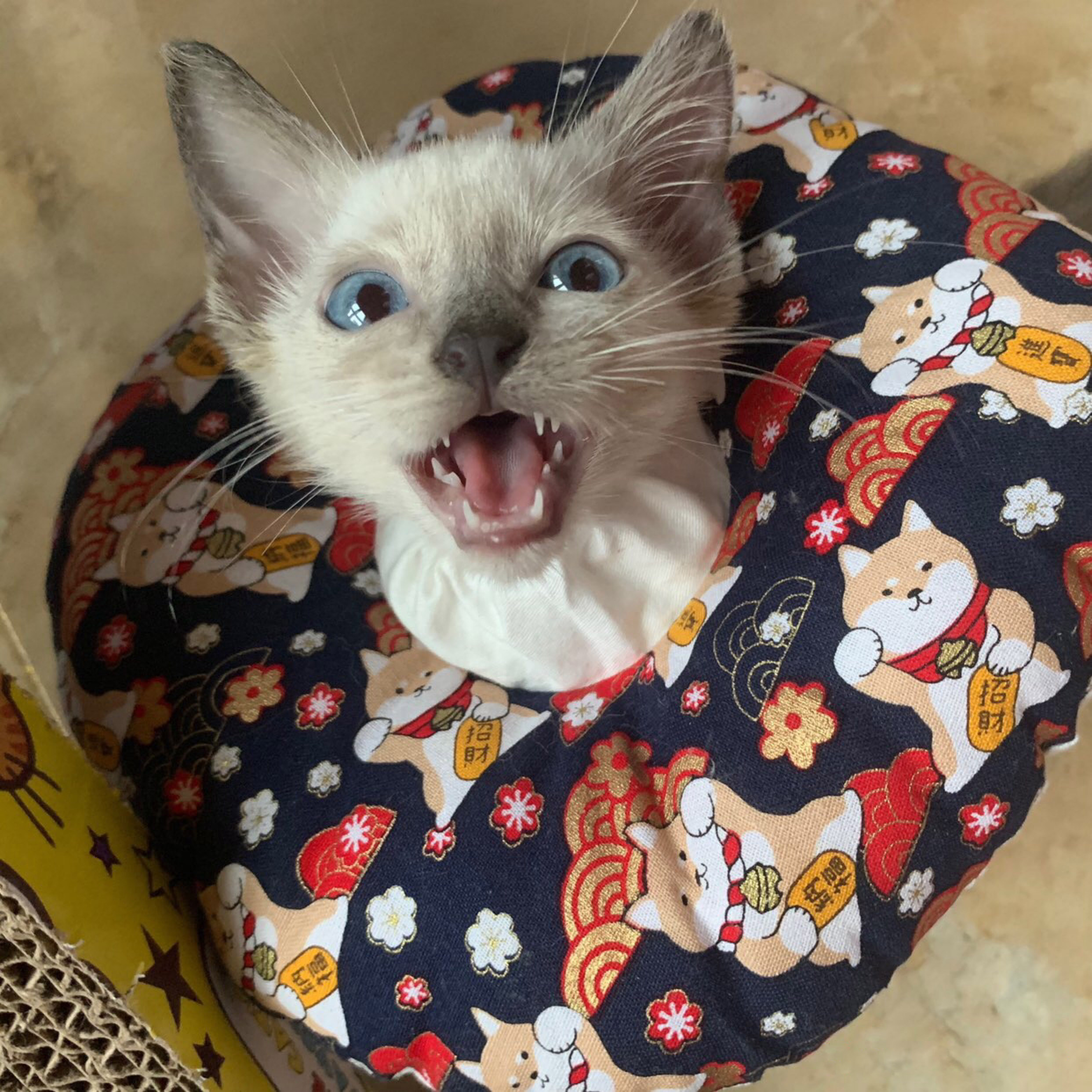 网友说他家的猫咪凶得很！就是奶凶奶凶的，这模样要萌死人了……