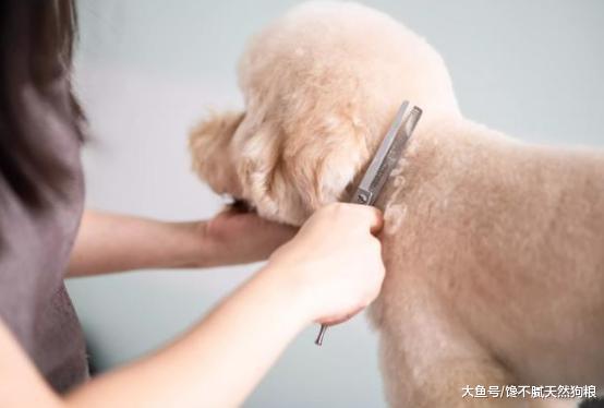 关于狗狗毛发的知识，你了解多少？