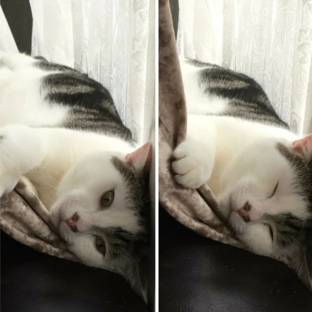 喵星人手撕猫砂袋主人家里秒变撒哈拉，铲屎这件大事儿很重要！