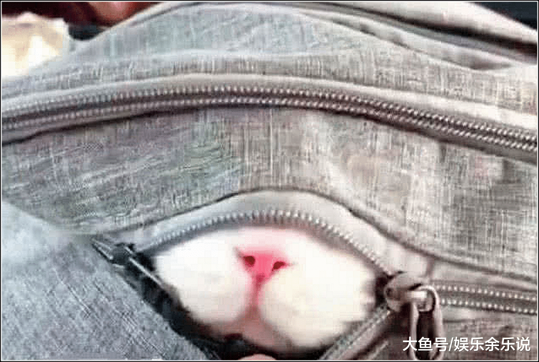 女学生准备出门上课，突然感觉书包不对劲，打开一看瞬间被萌化了