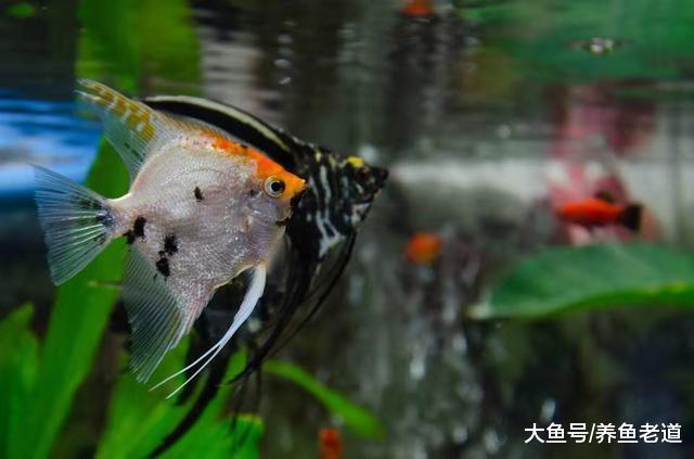 混养鱼缸观赏鱼繁殖，到底如何去做比较好，比如迷你鹦鹉鱼和燕鱼