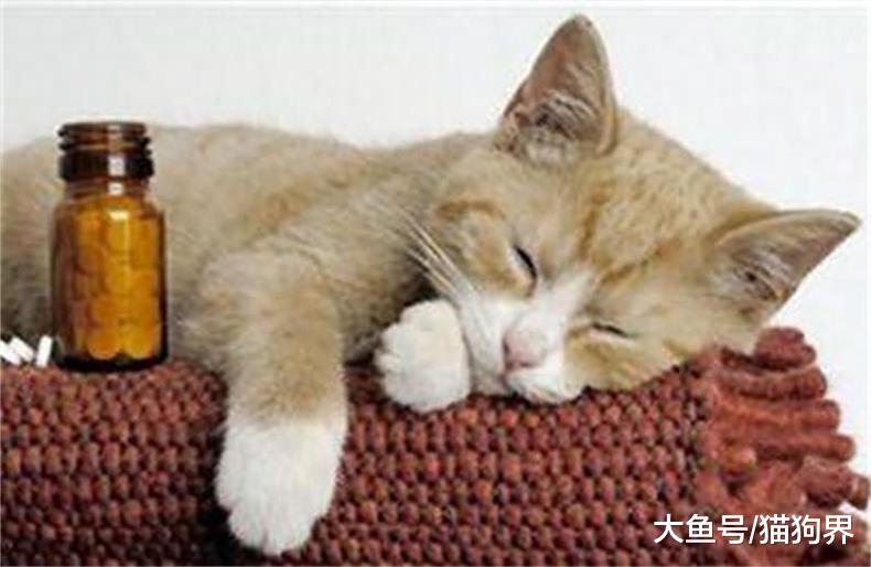 快看看猫的这些习性！肯定还有猫奴不知道