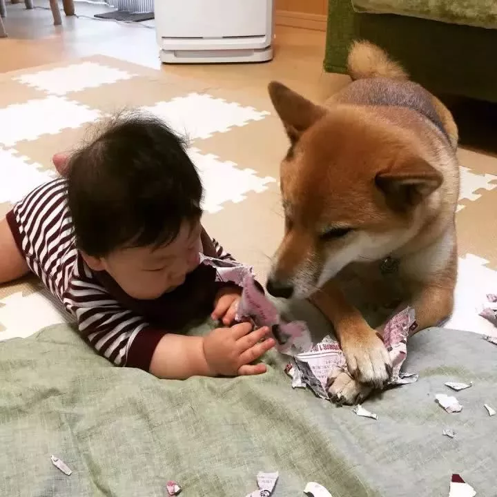 柴犬家添了一个小主人后，就像大哥一样无限宠溺！看完想养狗了