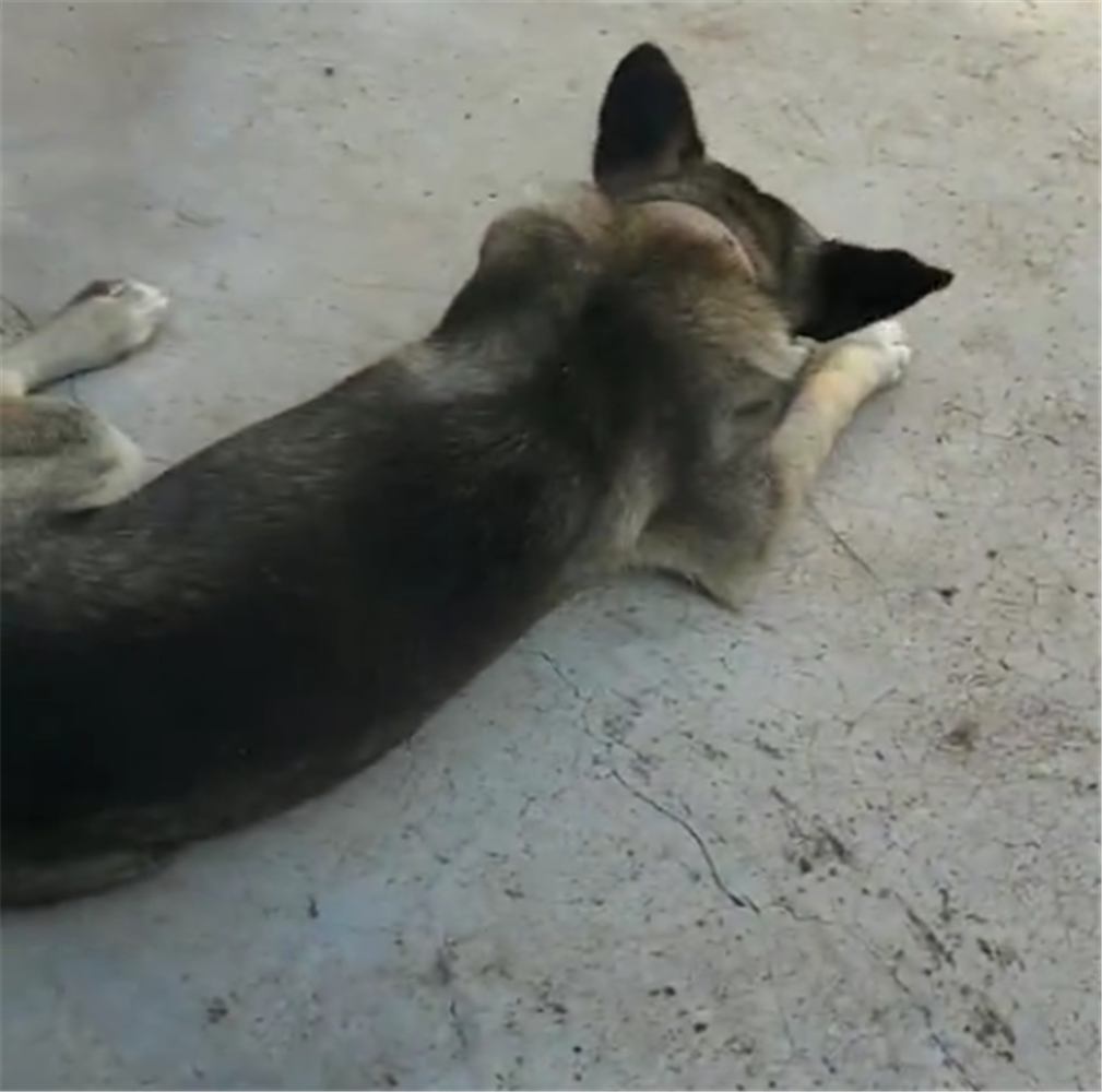 主人吃燒烤，田園犬在一旁無動于衷，狗：做一只有修養的狗……
