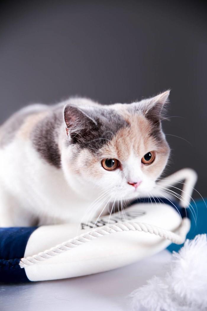 养好还要拍好才是真爱 宠物摄影小技巧