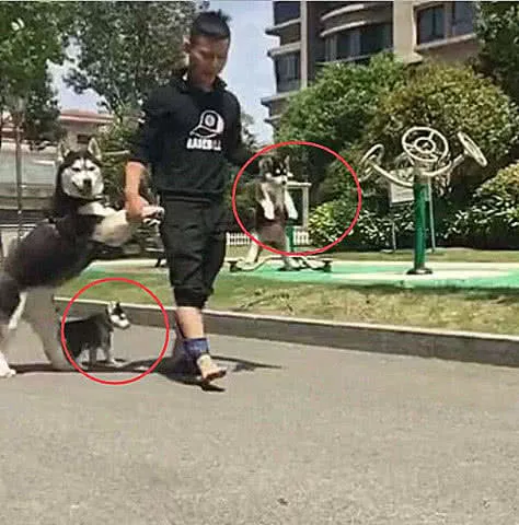 二哈拖家带口出逃，被铲屎官给追了回来，主人：真的是拼了老命