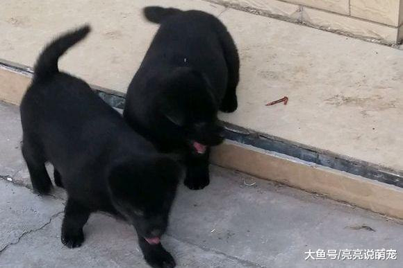 小狗之间打架更“狠”，都追到家里来了，幸好主人及时出现