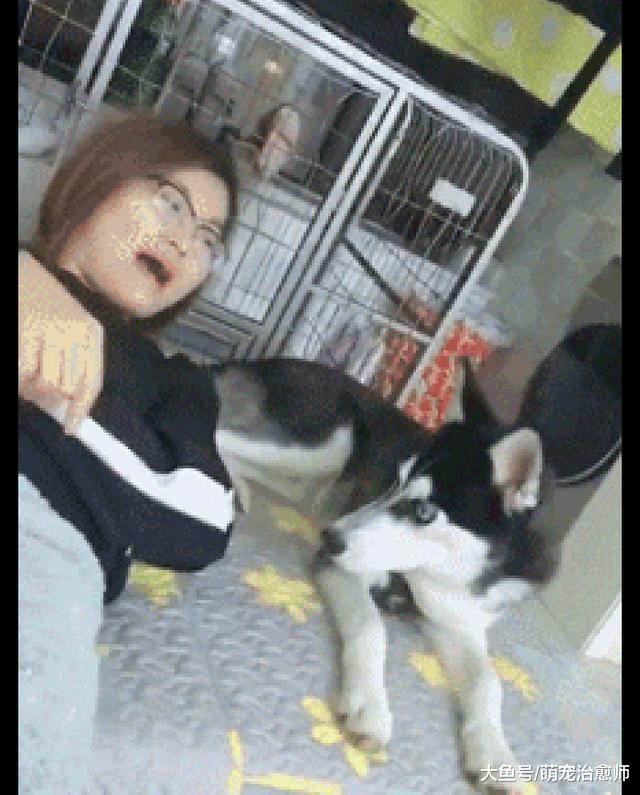 主人想躺在哈士奇的身上，結果它都摔床底下了也不愿意，真倔強啊
