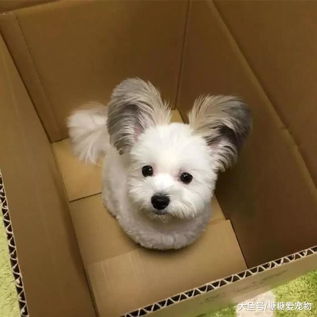 小狗因長有一雙“招風耳”爆紅，軟萌顏值高，網友：元芳，是你嗎