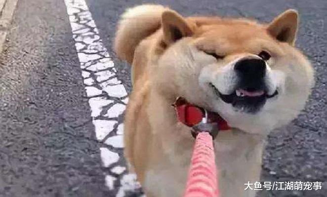 铲屎官头疼的一件事：遛完狗后，它不回家怎么办？