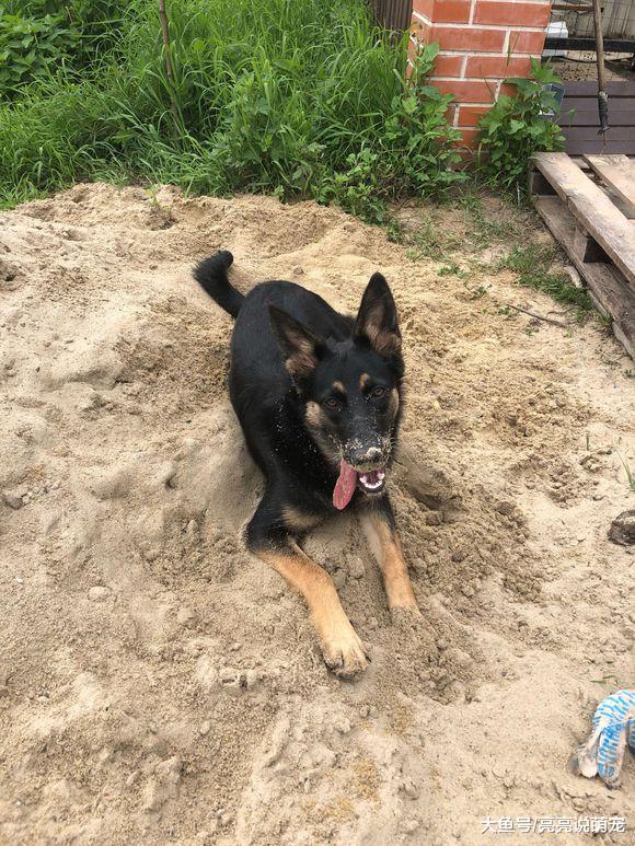 德牧看主人正午睡，它偷偷跑出去掏洞，狗：修个陵寝！