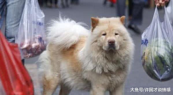 男子买菜突发奇想装失踪考验狗狗，最后结局让主人感动