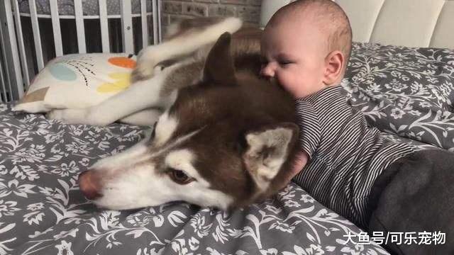 哈士奇化身为“贴身保姆”，陪小主人玩耍，还成了大号的毛绒玩具