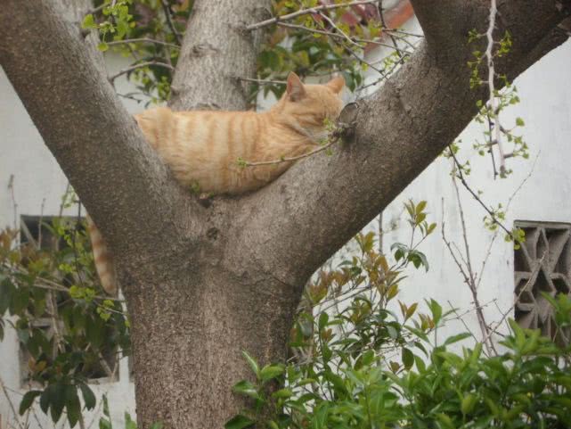 下班回家发现猫咪失踪了，主人出门焦急寻找，抬头一看气笑了
