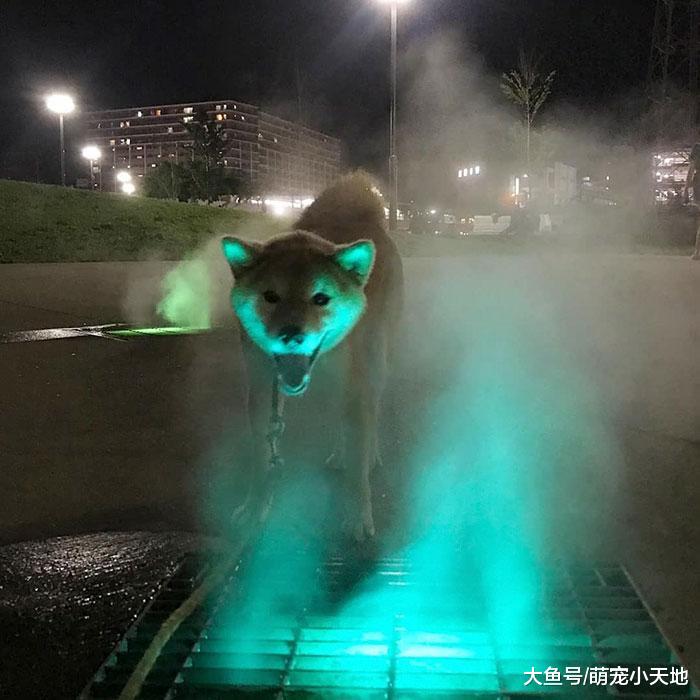 面露凶光！２４张具有威胁感的动物，可爱的你们去哪了？！