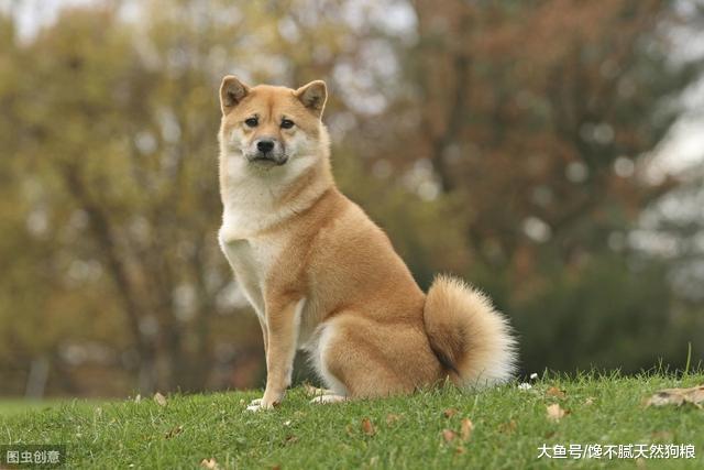 养狗的有福了：这5个方法可延长狗狗寿命，很狗狗已受益