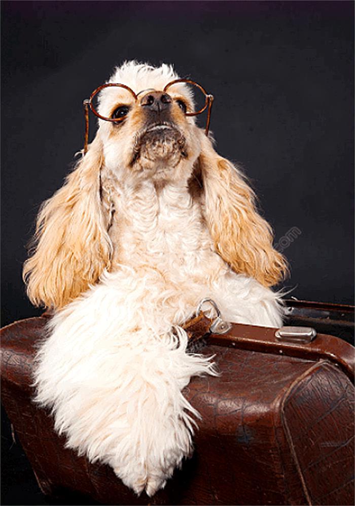 主人出去玩，如果不带狗的话，回家后你敢睁开眼睛看吗？