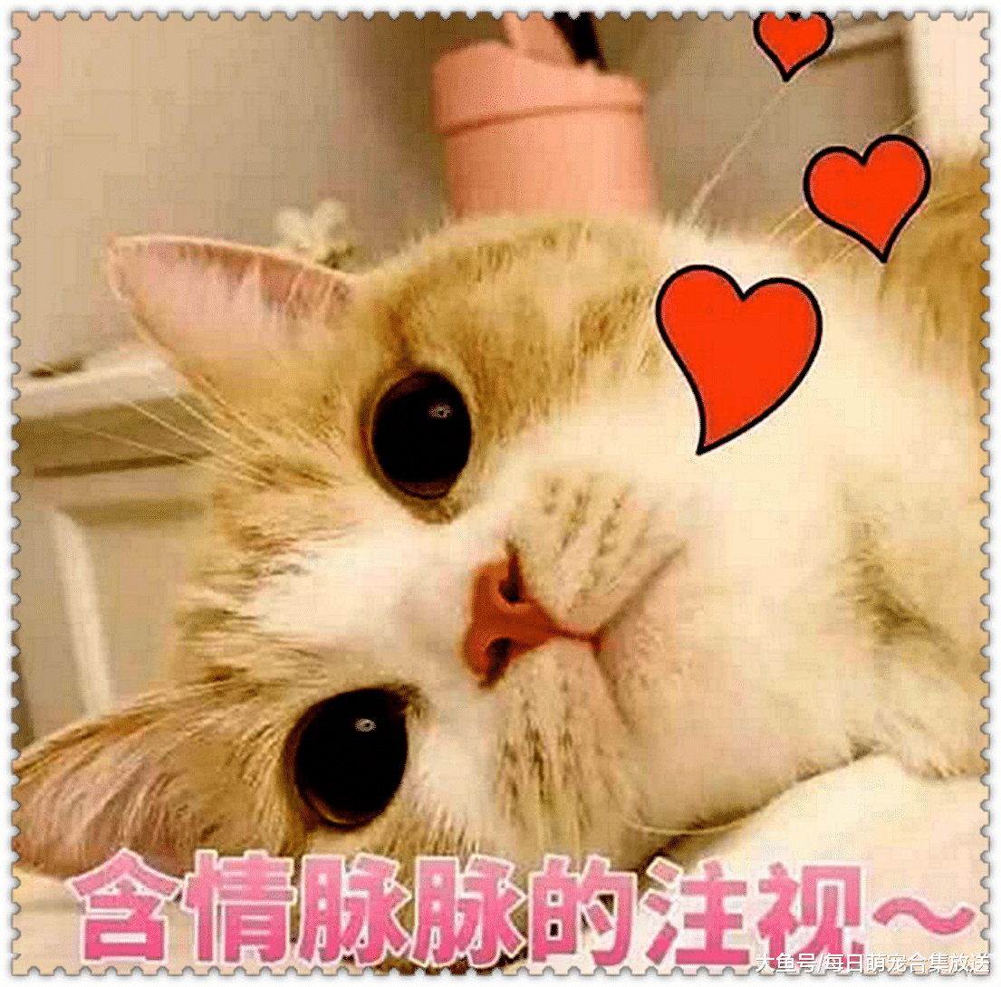 男子沉迷于游戏，把小奶猫冷落在一旁，随后的画面瞬间萌翻了