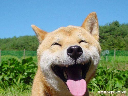 为什么要给狗狗做绝育？除了怕它们放飞自我，减少疾病才是目的