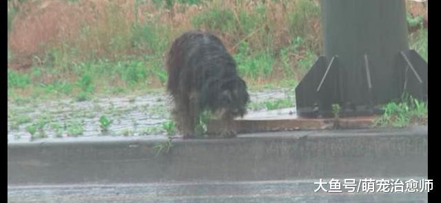 狗狗被前主人送给朋友后却被遗弃, 它风雨中等待4个月终又回到家