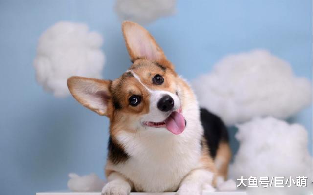 原来狗狗老了也会耳背，更容易被吓到，主人摸它都可能被咬