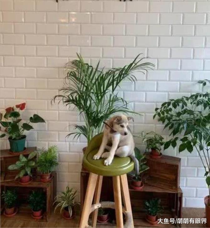 女子捡了一只流浪狗，家人都劝她不要养，怎料几个月后直呼太幸运了