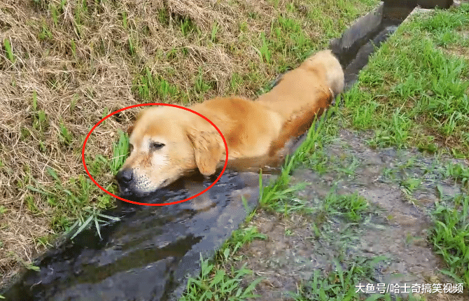 金毛在山區跑丟，找到它時主人笑了，寵主：水溝都被它堵住