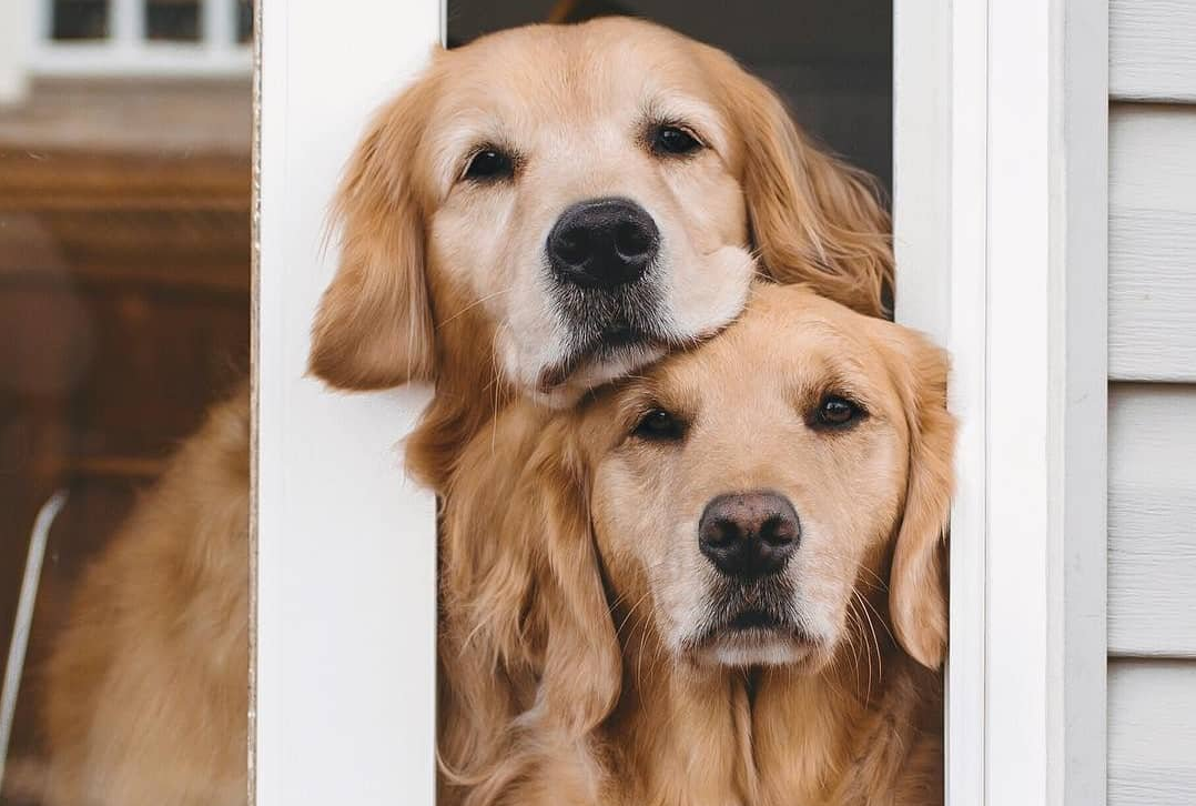 金毛狗狗能看家吗？