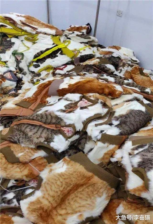 流浪猫生活很自由？了解过它的四种生活后便知道，比想象中更难过