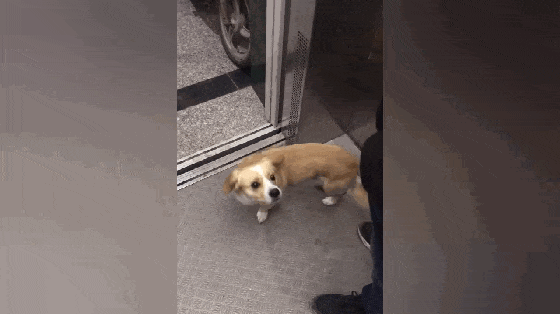 田园犬每天下楼遛自己, 还会自己坐电梯回家, 居民: 这只狗是楼宠