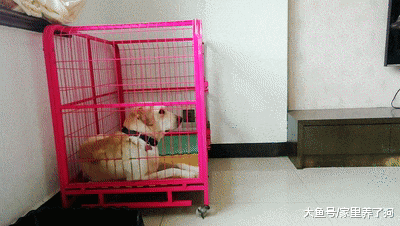 拉布拉多犯错被关，趁主人不注意跑出来了