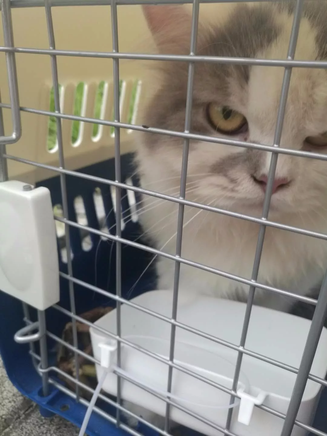 主人从机场接回空运过来的小猫咪，发现猫咪已经吓尿了，究竟小猫咪如何做好航空小乘客？