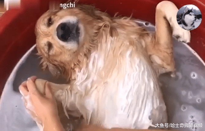 金毛在洗脚盆洗澡，因表情“舒服”而走红，太懂得享受了
