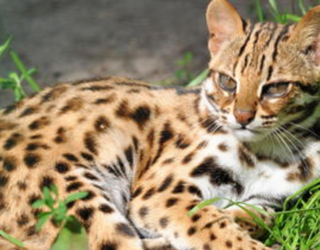 台湾居民救下两只“小猫崽”，经鉴定是台湾石虎，总数不足500