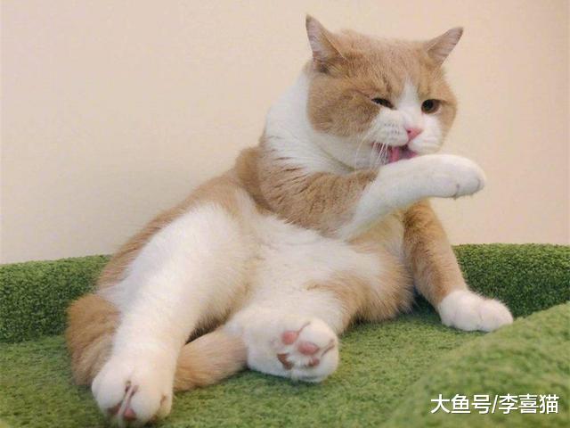猫咪单独生活并不会感到孤独，但也不代表可以一直被关在家中