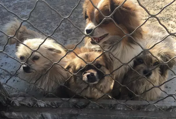 第三站, 首都北京, 160只流浪狗, 3000斤粮食和4个人