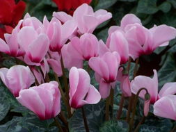 养殖仙客来的注意事项有哪些，这里知道来看看吧