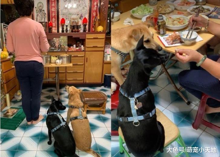 跟奶奶一起拜拜！2只汪汪认真跪地偷瞄桌上供品：可以吃了吗？